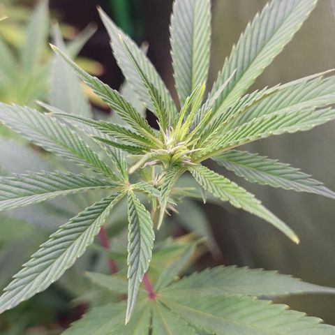 Mimosa x Orange Punch growlog timeline photo