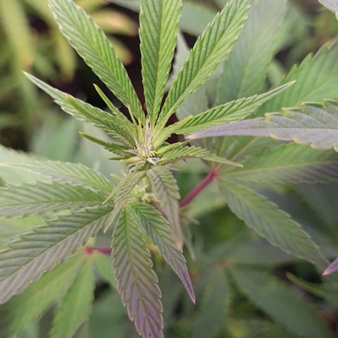 Mimosa x Orange Punch growlog timeline photo