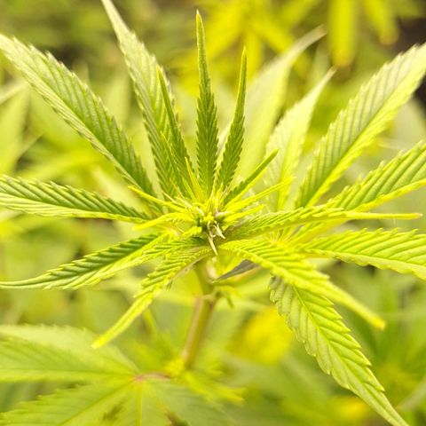 Mimosa x Orange Punch growlog timeline photo