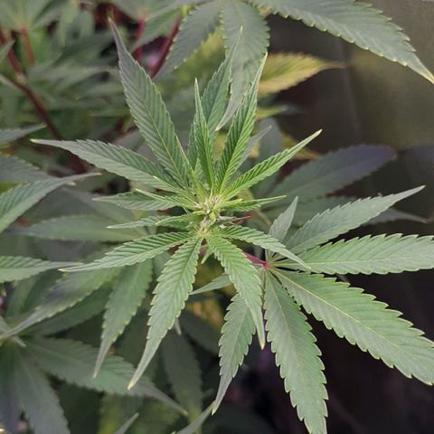 Mimosa x Orange Punch growlog timeline photo