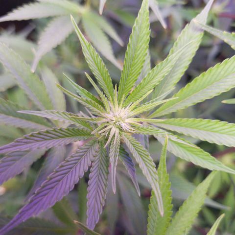 Mimosa x Orange Punch growlog timeline photo