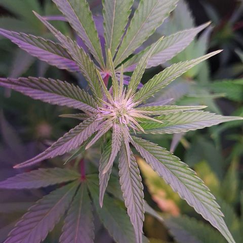 Mimosa x Orange Punch growlog timeline photo