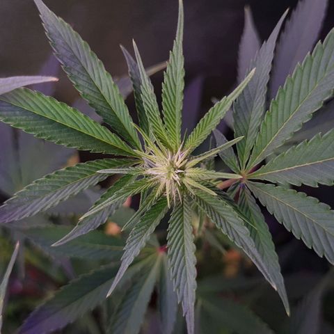 Mimosa x Orange Punch growlog timeline photo