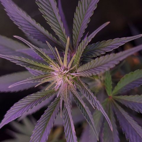 Mimosa x Orange Punch growlog timeline photo