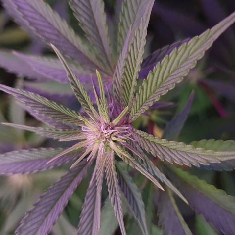 Mimosa x Orange Punch growlog timeline photo