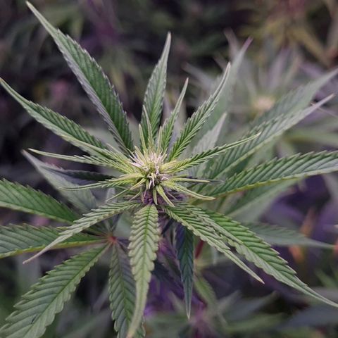 Mimosa x Orange Punch growlog timeline photo