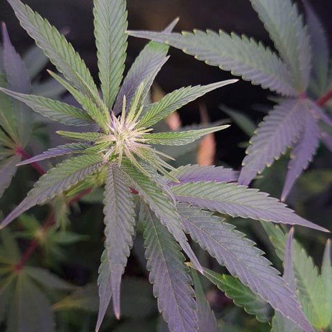 Mimosa x Orange Punch growlog timeline photo