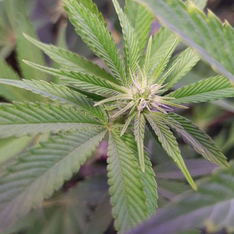 Mimosa x Orange Punch growlog timeline photo