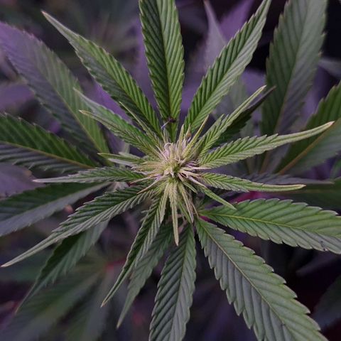 Mimosa x Orange Punch growlog timeline photo