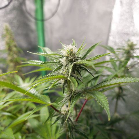 Mimosa x Orange Punch growlog timeline photo