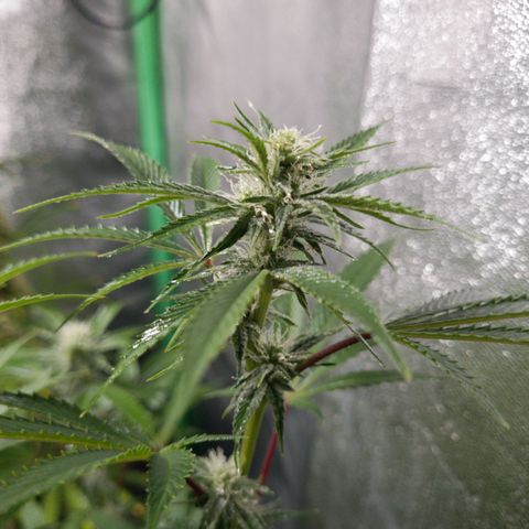Mimosa x Orange Punch growlog timeline photo