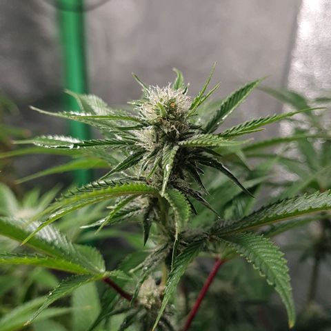 Mimosa x Orange Punch growlog timeline photo