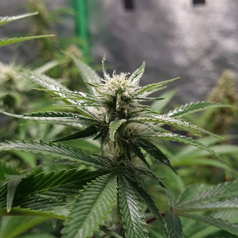 Mimosa x Orange Punch growlog timeline photo