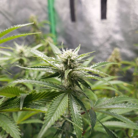 Mimosa x Orange Punch growlog timeline photo