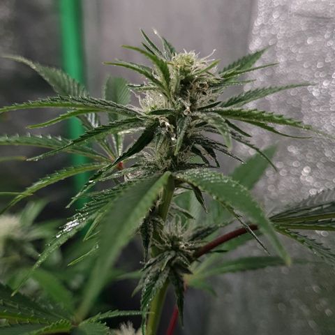 Mimosa x Orange Punch growlog timeline photo