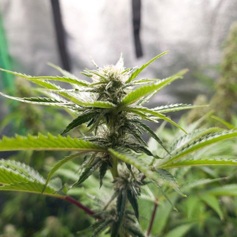 Mimosa x Orange Punch growlog timeline photo