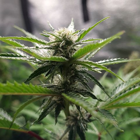 Mimosa x Orange Punch growlog timeline photo