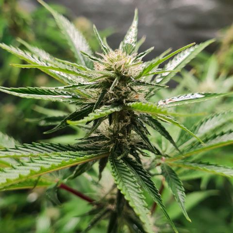 Mimosa x Orange Punch growlog timeline photo
