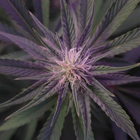 Mimosa x Orange Punch growlog timeline photo