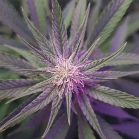 Mimosa x Orange Punch growlog timeline photo