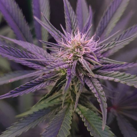 Mimosa x Orange Punch growlog timeline photo