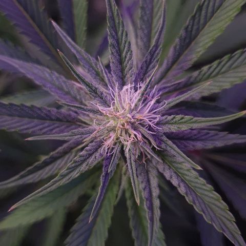 Mimosa x Orange Punch growlog timeline photo