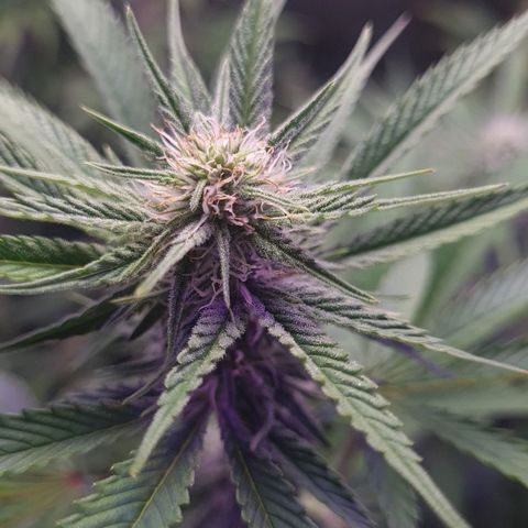 Mimosa x Orange Punch growlog timeline photo