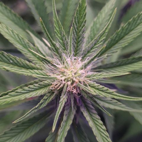 Mimosa x Orange Punch growlog timeline photo