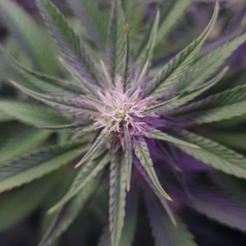 Mimosa x Orange Punch growlog timeline photo