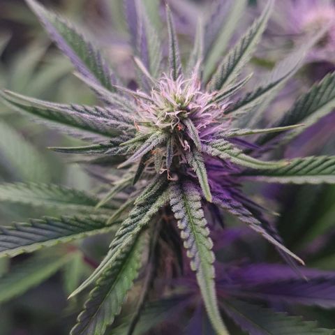 Mimosa x Orange Punch growlog timeline photo