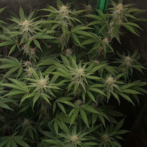 Mimosa x Orange Punch growlog timeline photo
