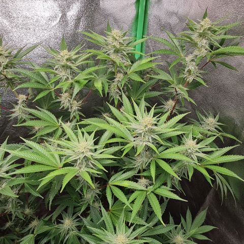 Mimosa x Orange Punch growlog timeline photo