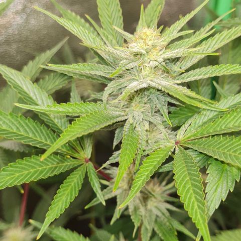 Mimosa x Orange Punch growlog timeline photo
