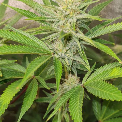 Mimosa x Orange Punch growlog timeline photo