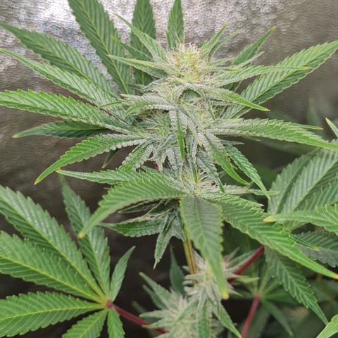 Mimosa x Orange Punch growlog timeline photo