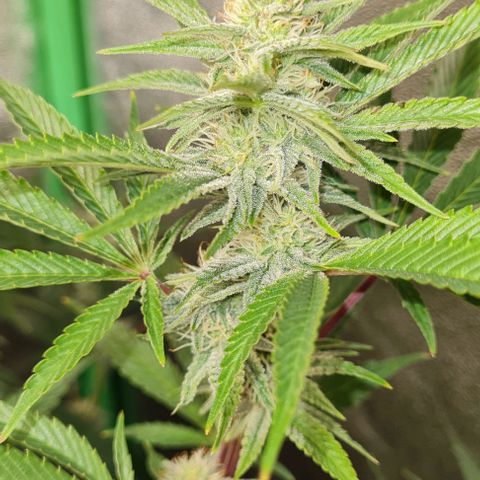 Mimosa x Orange Punch growlog timeline photo