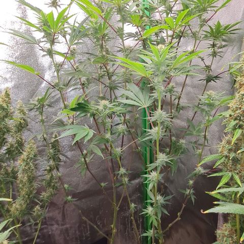 Mimosa x Orange Punch growlog timeline photo