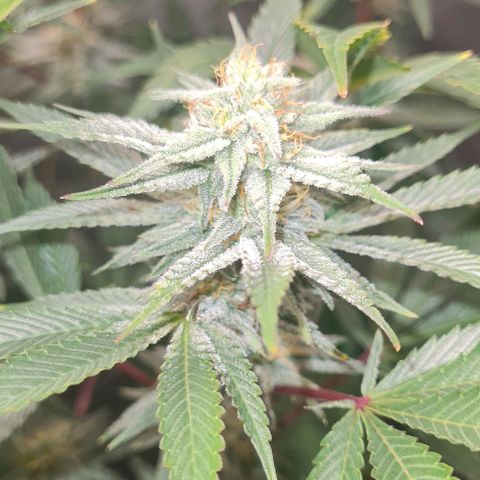 Mimosa x Orange Punch growlog timeline photo