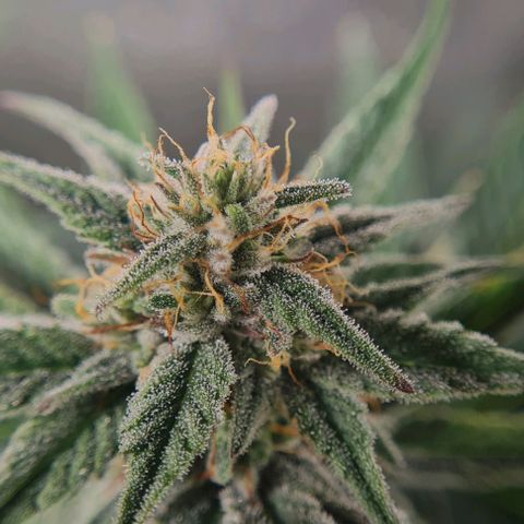 Mimosa x Orange Punch growlog timeline photo