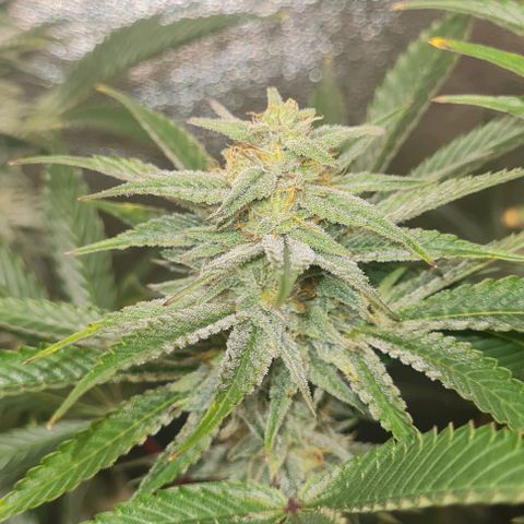 Mimosa x Orange Punch growlog timeline photo