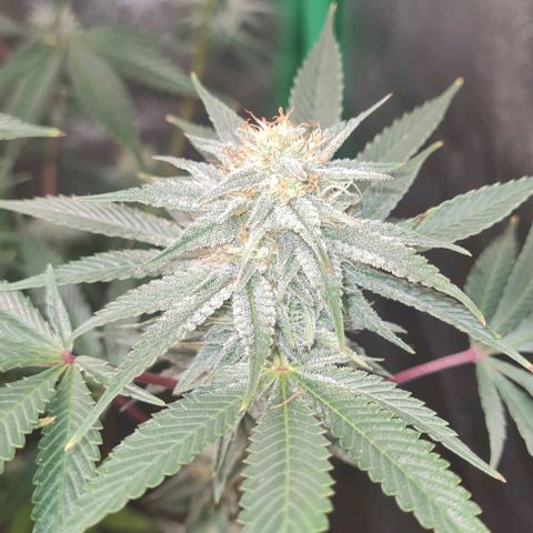 Mimosa x Orange Punch growlog timeline photo
