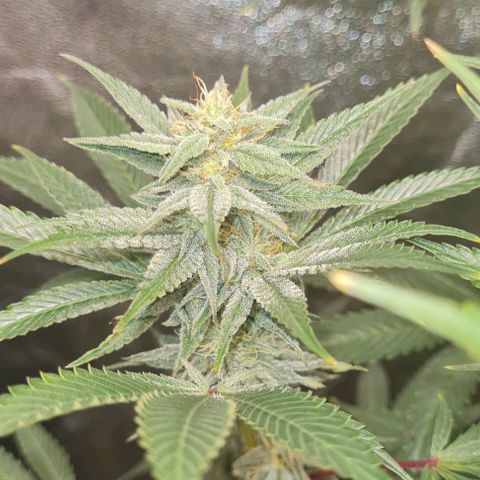Mimosa x Orange Punch growlog timeline photo