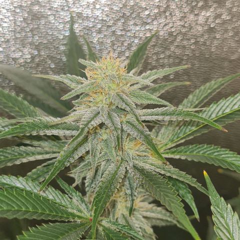 Mimosa x Orange Punch growlog timeline photo