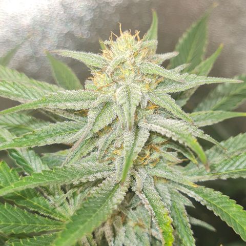 Mimosa x Orange Punch growlog timeline photo