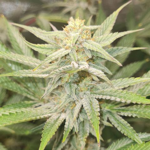 Mimosa x Orange Punch growlog timeline photo