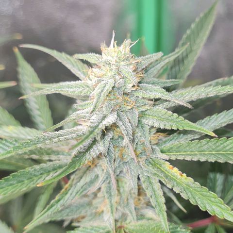 Mimosa x Orange Punch growlog timeline photo