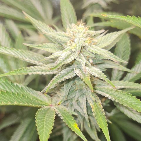 Mimosa x Orange Punch growlog timeline photo