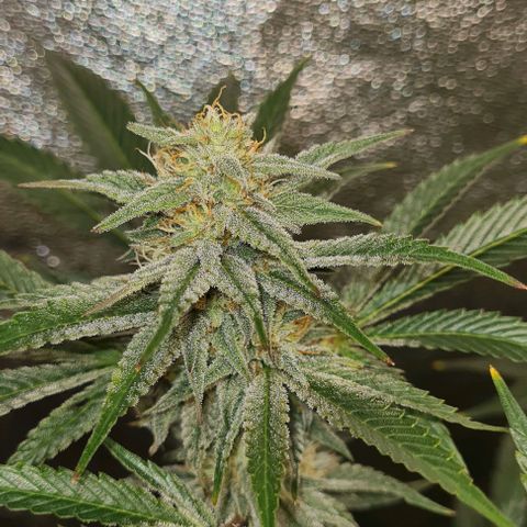 Mimosa x Orange Punch growlog timeline photo