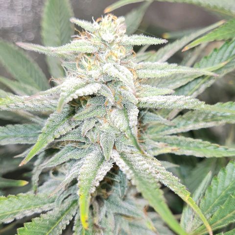 Mimosa x Orange Punch growlog timeline photo