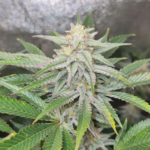 Mimosa x Orange Punch growlog timeline photo